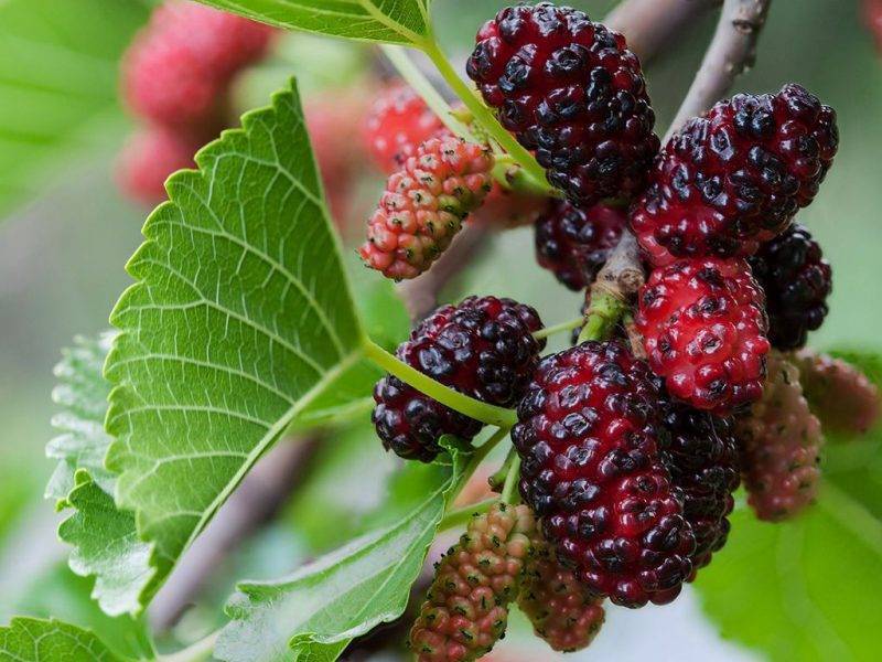 Шелковица купить саженцы из питомнике в Новокуйбышевске