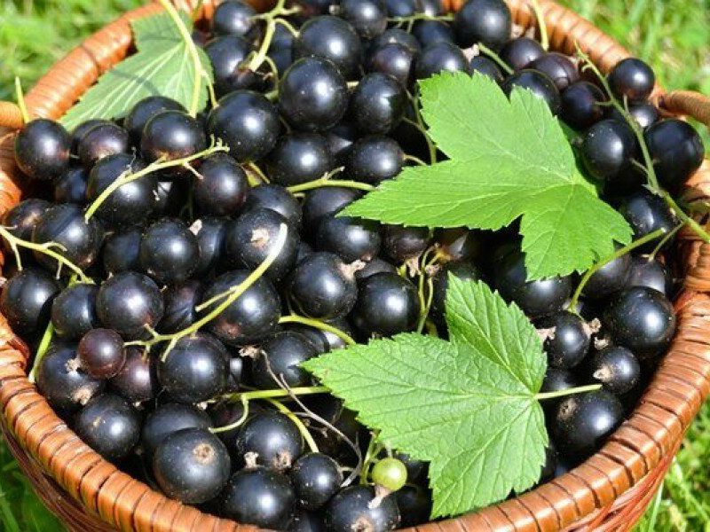 Смородина купить саженцы из питомника в Новокуйбышевске