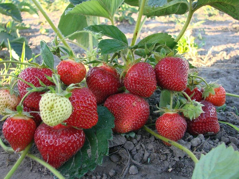 Клубника купить саженцы из питомника в Новокуйбышевске