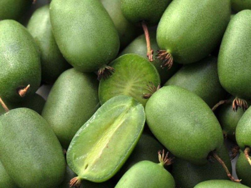 Актинидия купить саженцы из питомнике в Новокуйбышевске