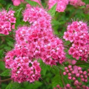 Спирея "БУМАЛЬДА" (стакан Р9)