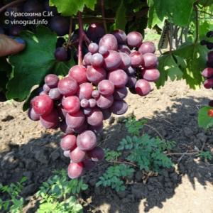 Виноград "ТЮЛЬПАН"